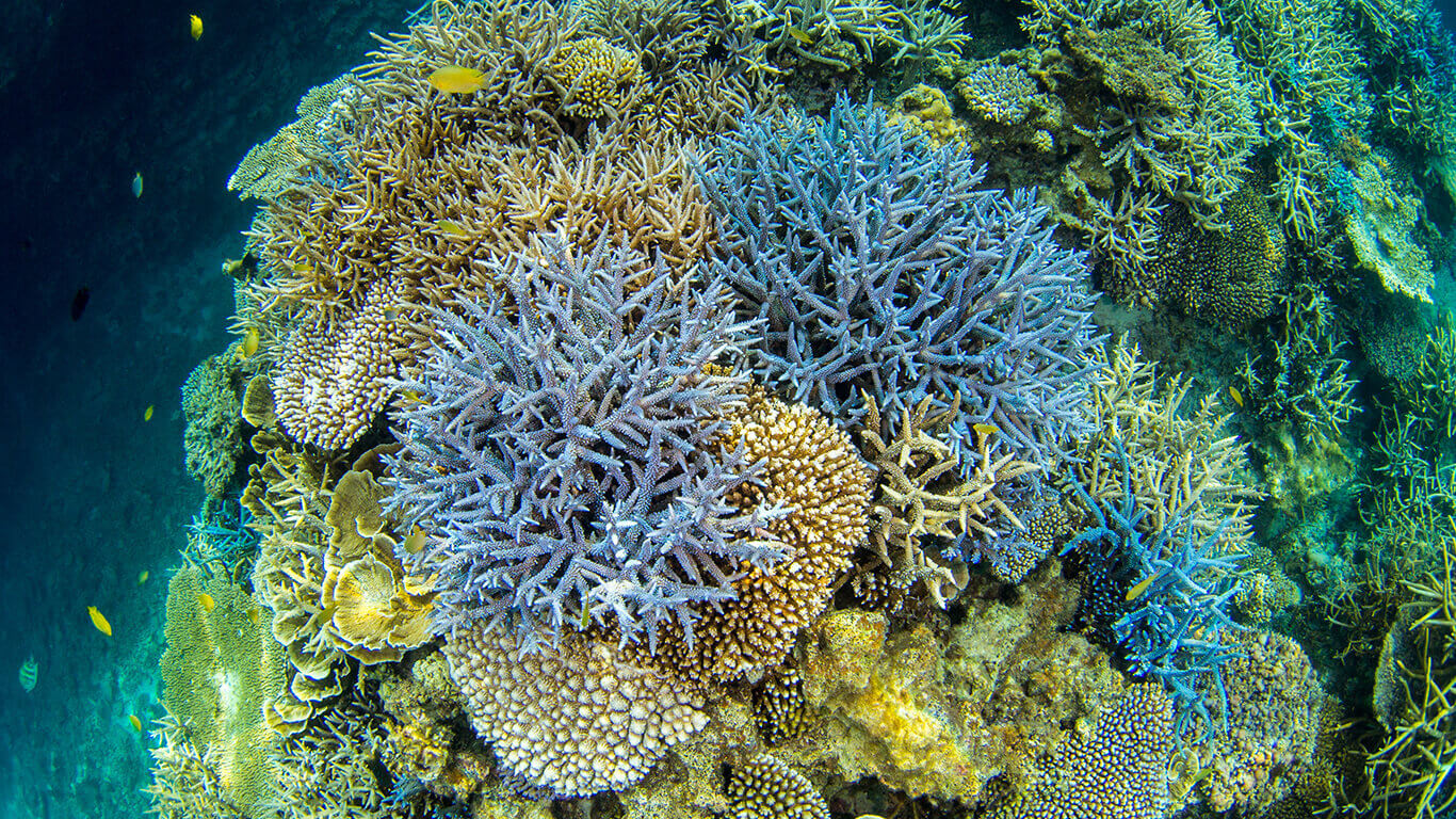 綺麗な珊瑚礁